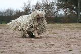 KOMONDOR 139